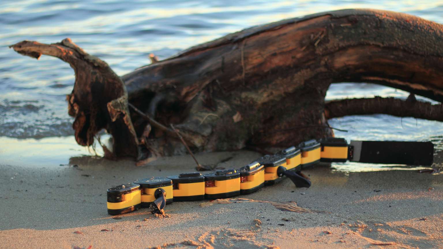 Salamandra robotica